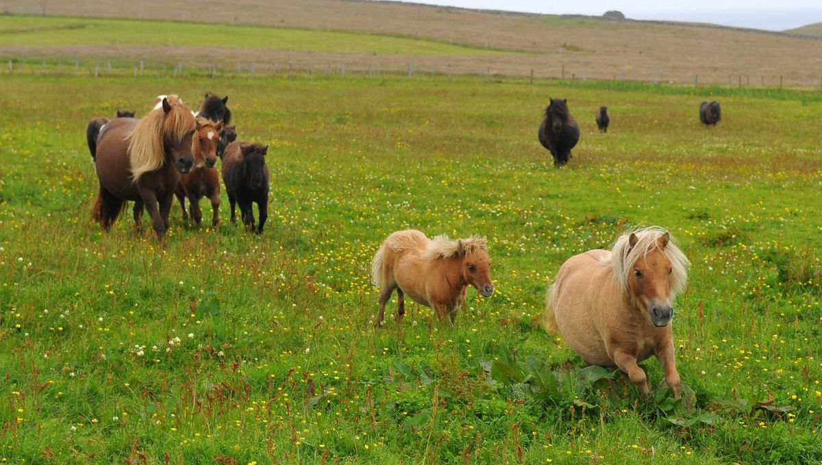 L'incroyable cavale des poneys à Malemort : quand la police s'invite dans le monde équestre