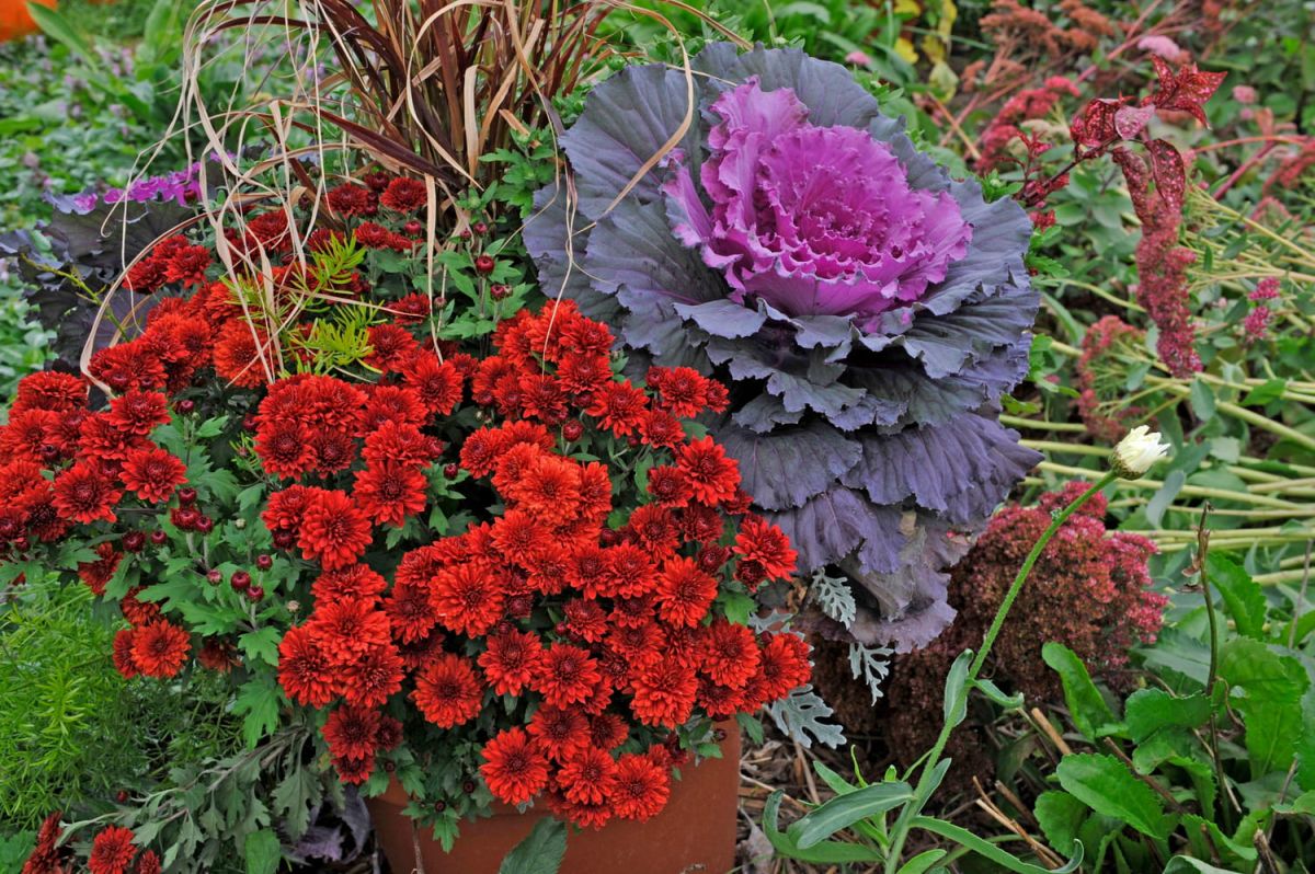 Transformez votre jardin en un havre de couleur cet hiver