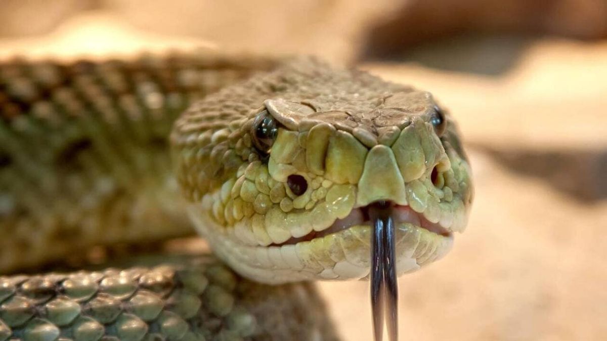Une héroïque attente : mordue par un serpent, une femme secourue après 32 heures d'angoisse