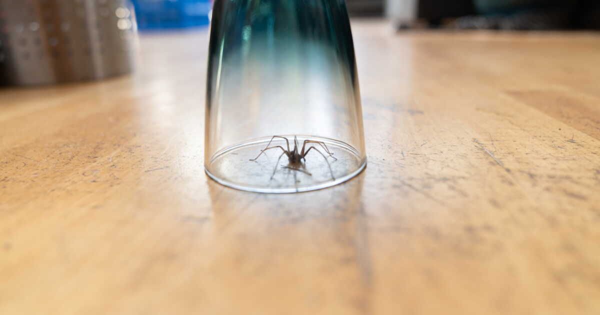 Pourquoi accueillir les araignées chez soi cet automne pourrait être une bonne idée