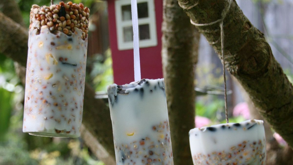 Préparez des boules de graines pour aider les oiseaux cet hiver