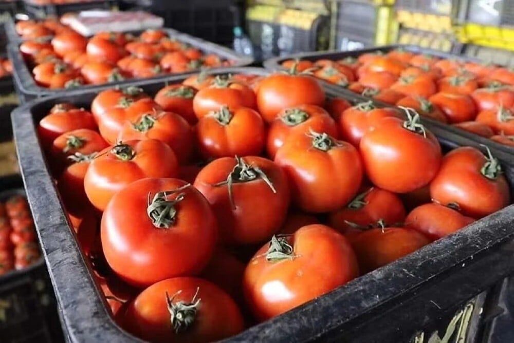 La bataille des tomates : producteurs français face aux importations marocaines