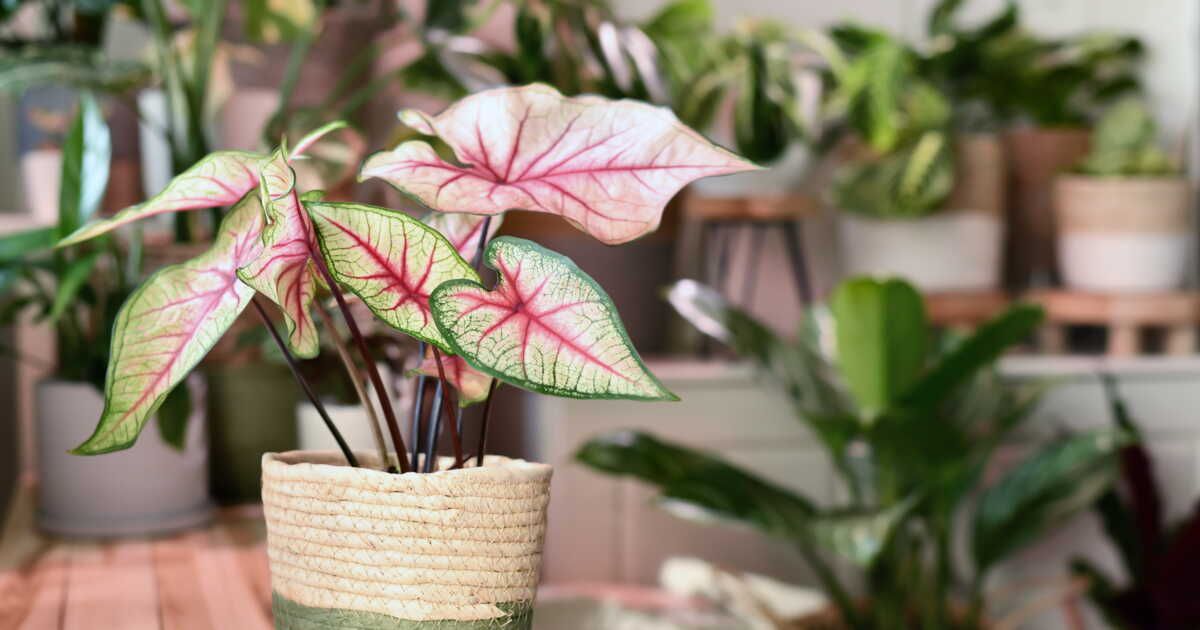 Les secrets du caladium : comment sublimer ce trésor végétal