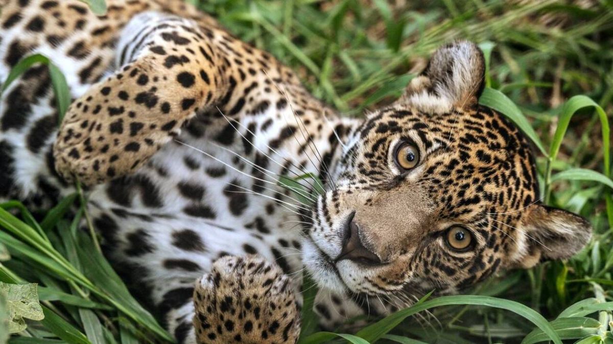Un nouveau jaguar observé en Arizona : un symbole d'espoir pour l'espèce menacée