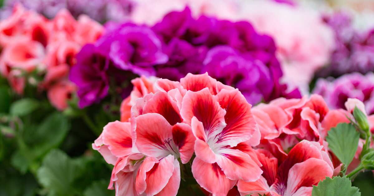 Des géraniums radieux : les secrets d'un jardin éclatant