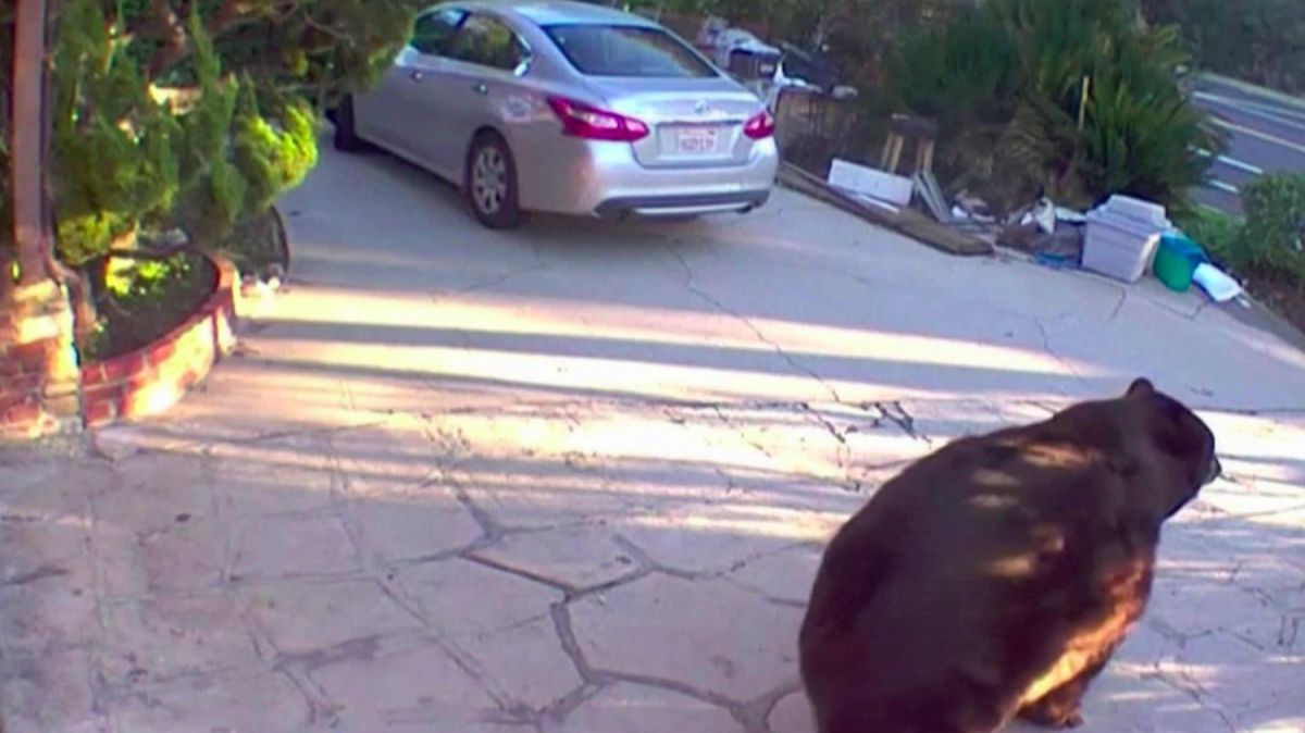 Un ours de 250 kilos s'installe dans une maison près de Los Angeles