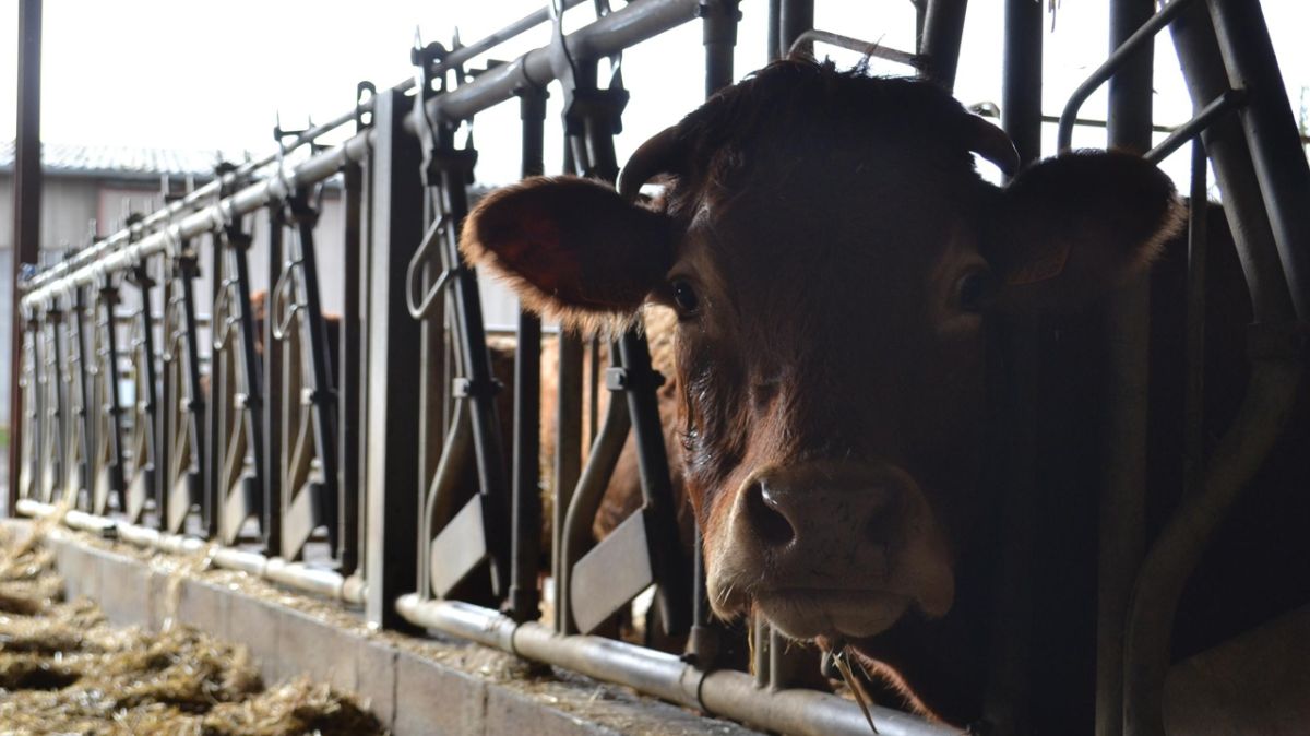 La dermatose nodulaire contagieuse : une menace pour la survie des bovins en France