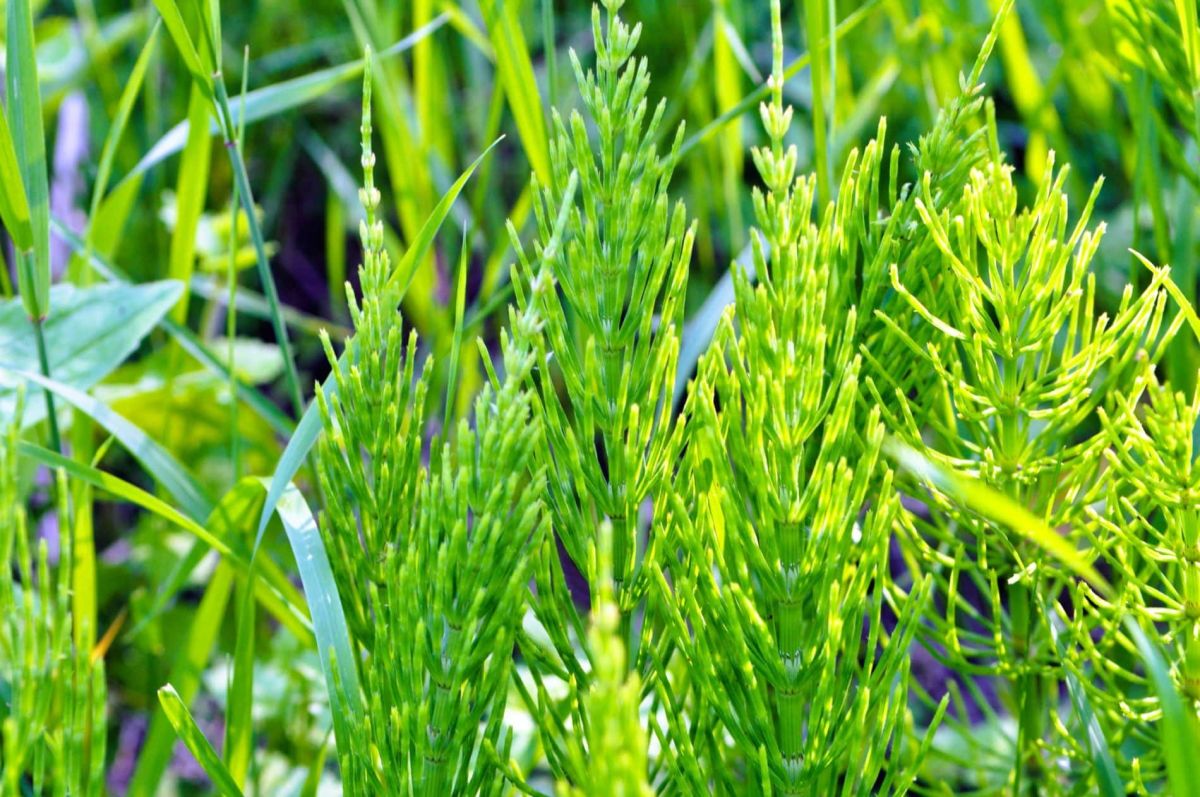 Découvrez l'astuce naturelle pour lutter contre la prêle sans endommager vos plantes