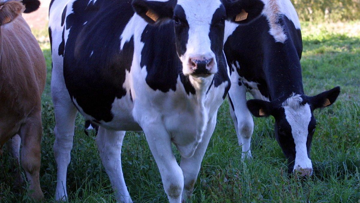 Un éleveur de la Creuse en pleine tourmente : un village sous tension