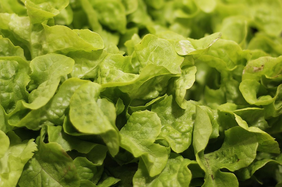 5 astuces surprenantes pour garder votre salade fraîche et croquante