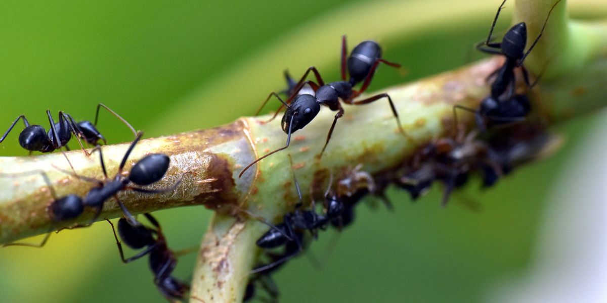 Les fourmis au jardin : alliées ou nuisibles ?