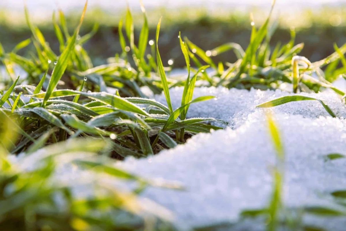 Préparez votre jardin au gel : astuces pour protéger vos plantes