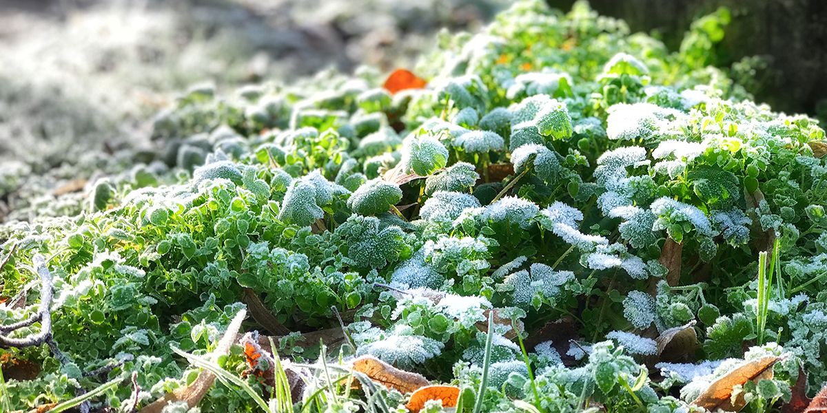 Préparer votre jardin pour l'hiver : 13 conseils clés à suivre