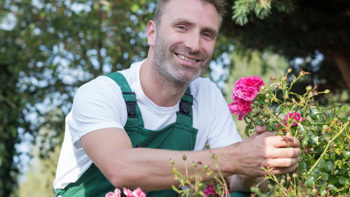 Des astuces naturelles pour sauver vos rosiers des pucerons et des maladies