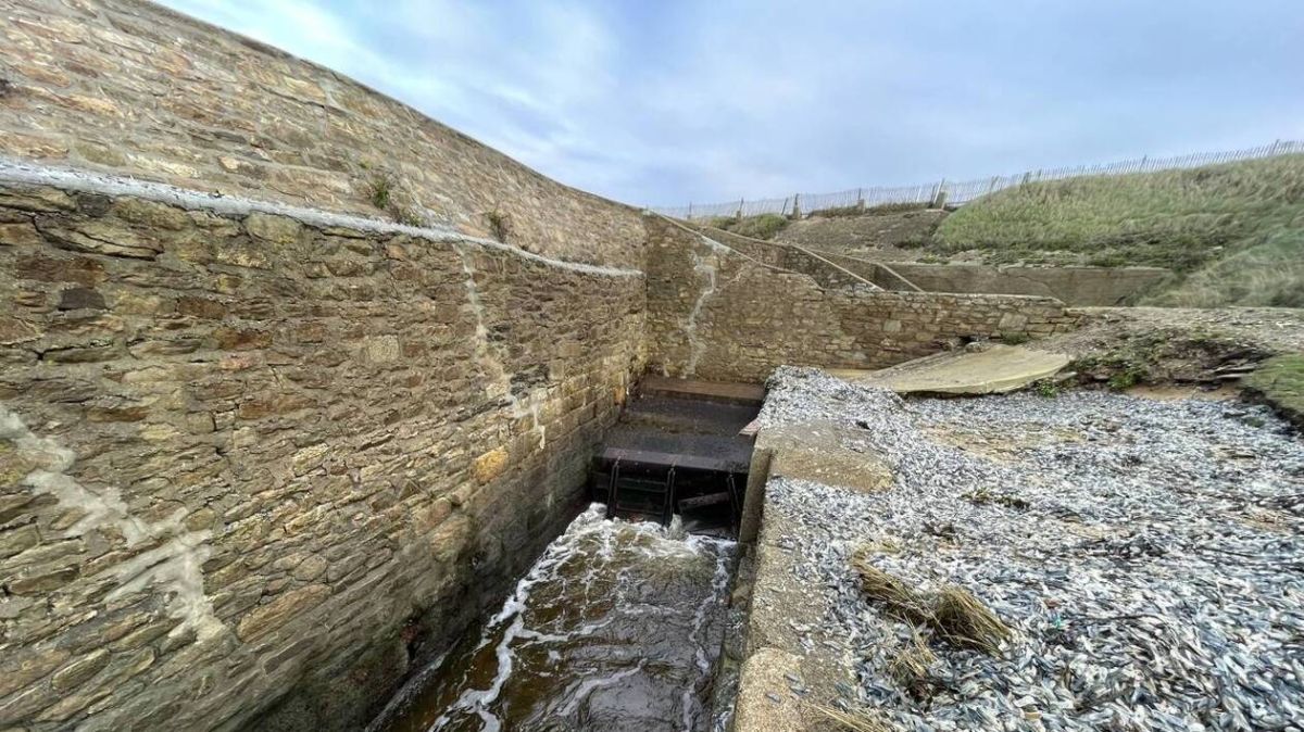 L'avenir des étangs du Loc’h : enjeux et controverses au conseil municipal de Guidel