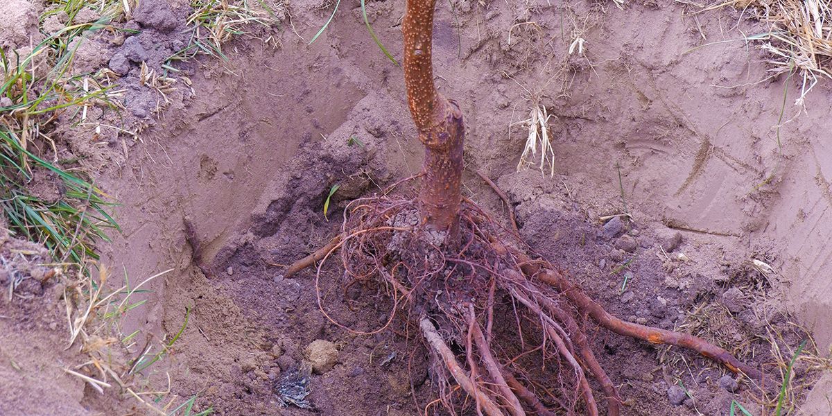 Plantation d'un arbre à racines nues : guide essentiel