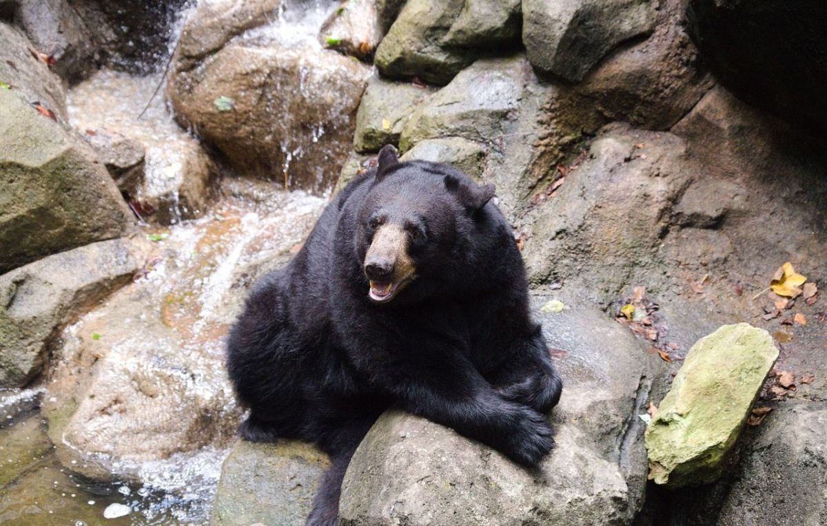 Spectacle tragique : un ours s'attaque à son dresseur