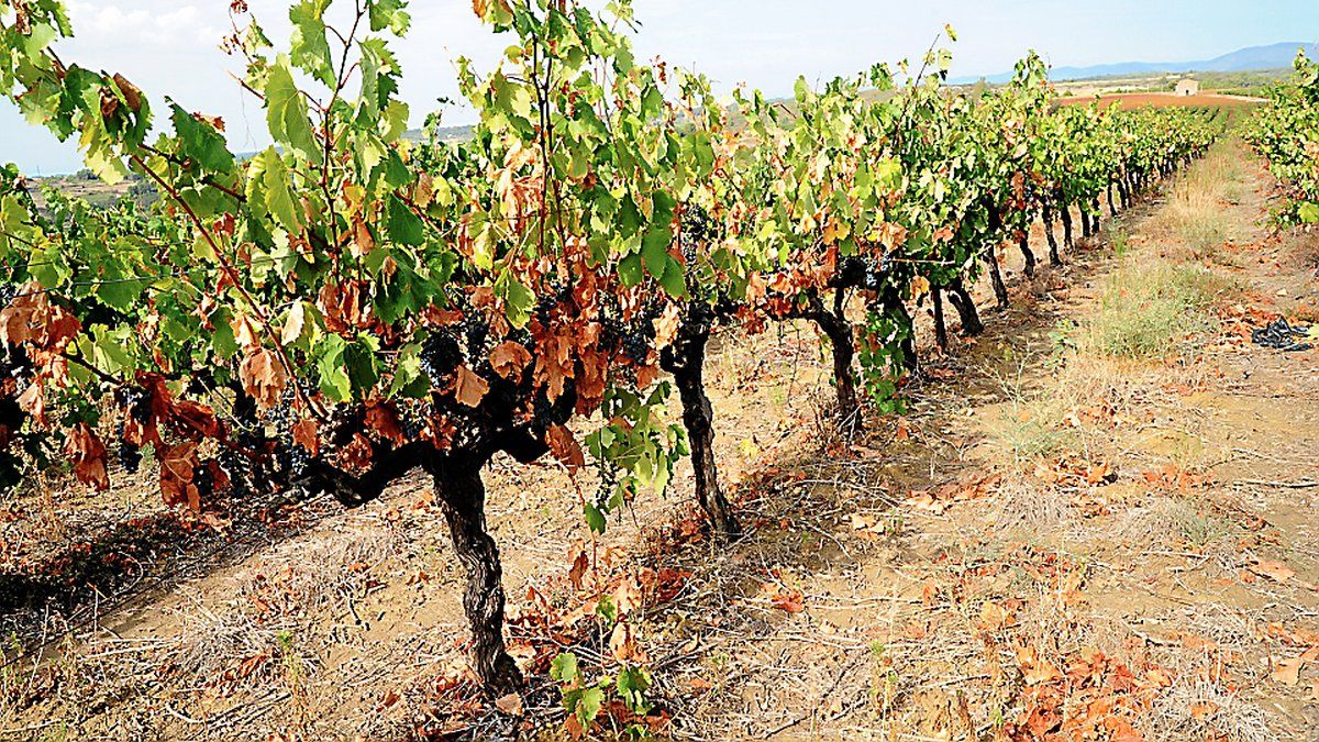 Des solutions pour une agriculture durable : un partenariat pour l’eau