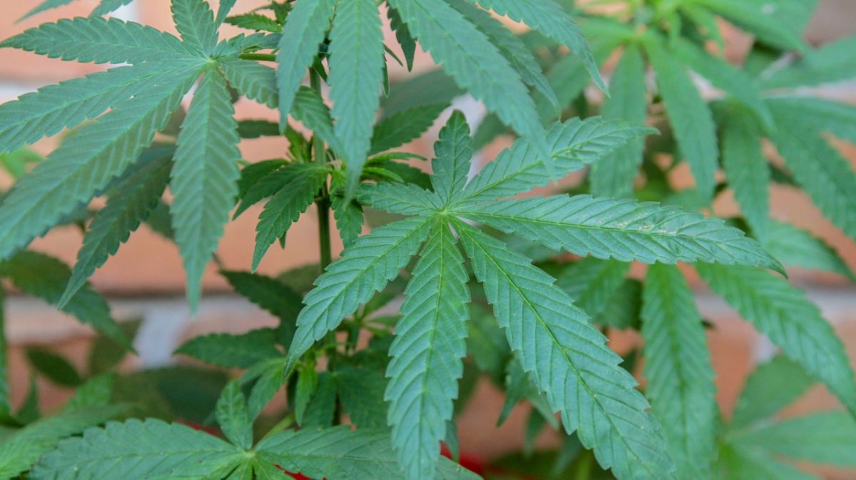 Une mère condamnée pour complicité dans un trafic de cannabis orchestré par son fils