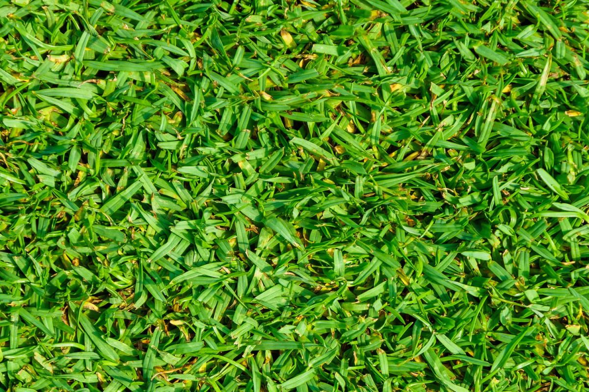Découvrez le gazon kikuyu, la pelouse qui défie la sécheresse