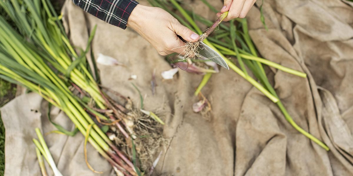 Semer et planter des poireaux : astuces et conseils