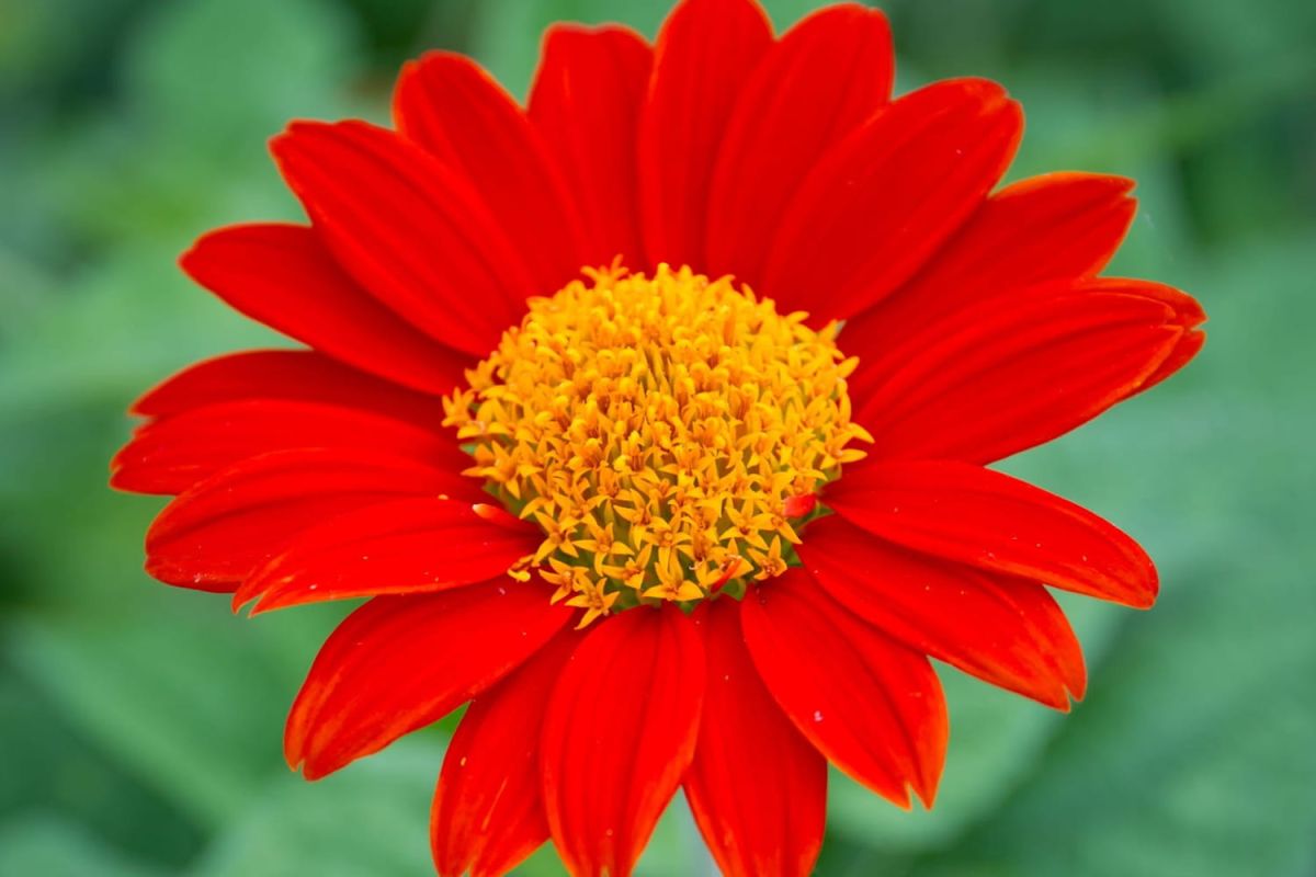 Cosmos : l'art de cultiver cette belle vivace