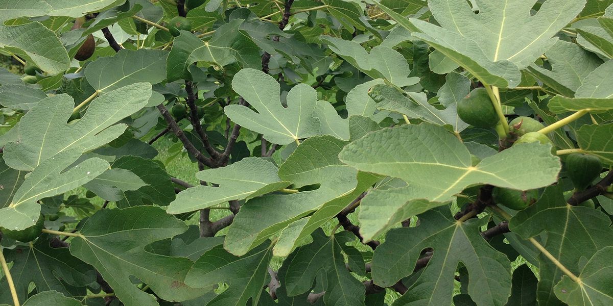 Pourquoi votre figuier refuse-t-il de produire des figues ?