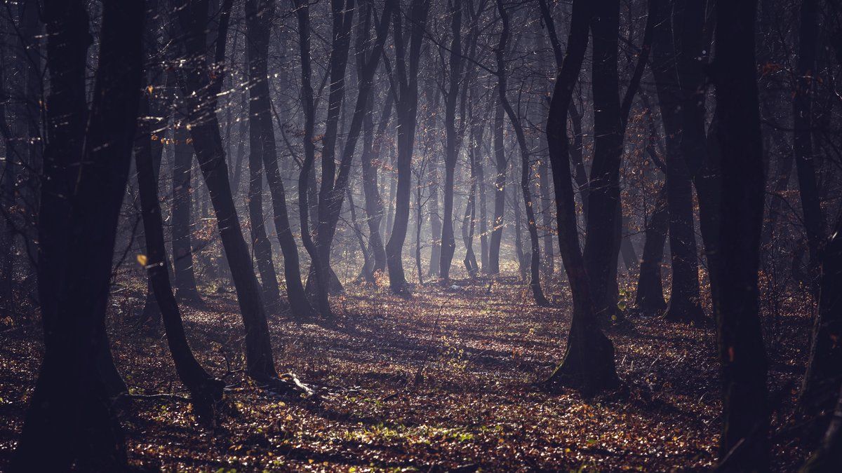 Une petite fille erre seule dans la forêt : une mère sous enquête pour négligence