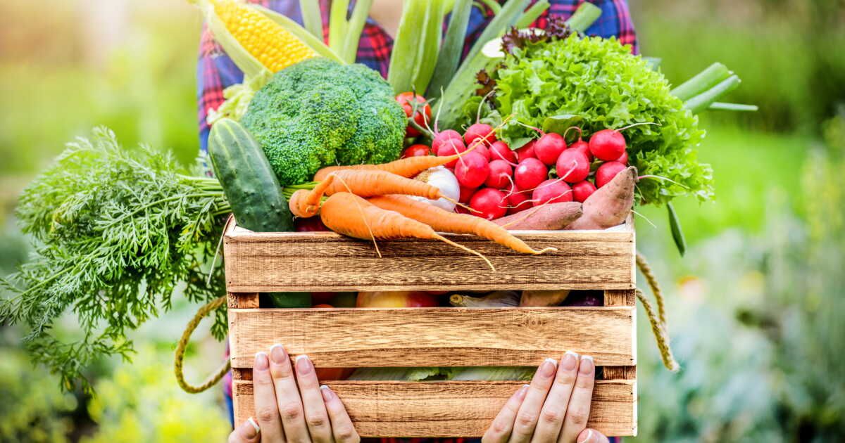 Cultivez votre bonheur : 5 légumes faciles pour débuter au potager