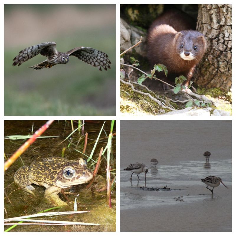 Urgence pour la biodiversité : préservez les espèces exceptionnelles du Pays rochefortais