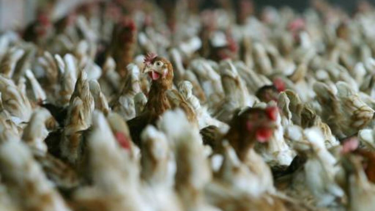 La grippe aviaire frappe les Landes : un élevage de dindes et poules abattu