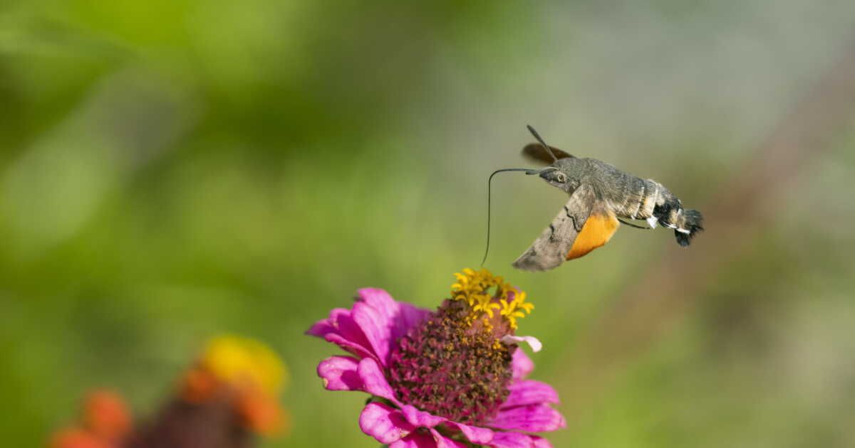 Ces insectes précieux qui transformeront votre jardin