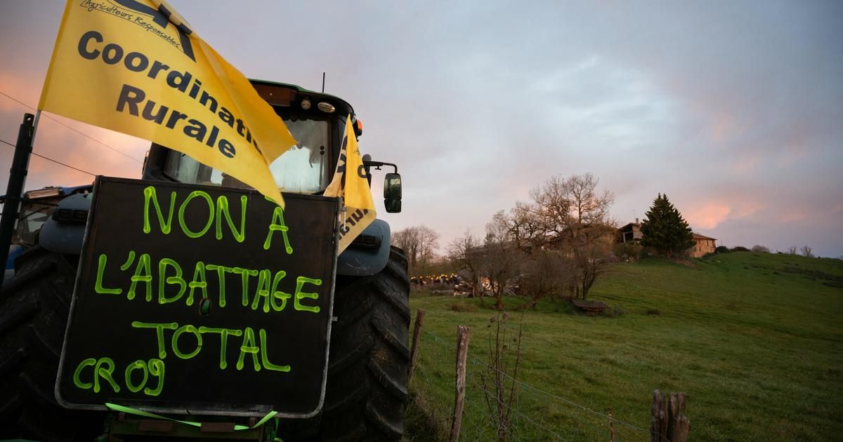 Agriculteurs en colère : des mobilisations s'annoncent contre l'abattage massif des troupeaux