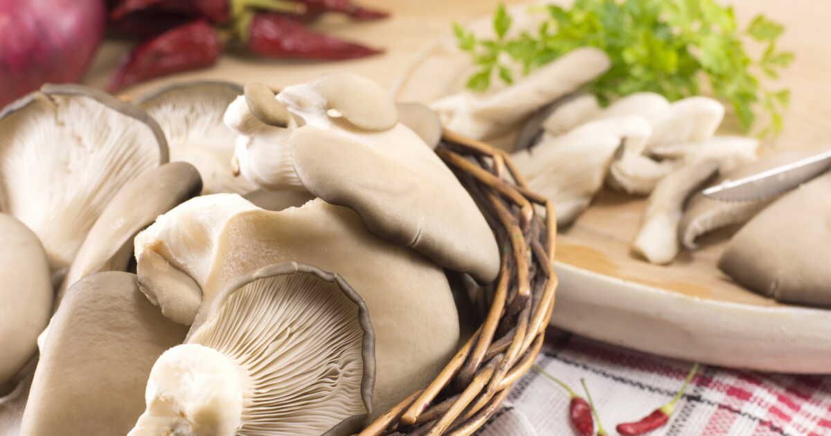 Des pleurotes à l'assiette : recettes faciles et savoureuses