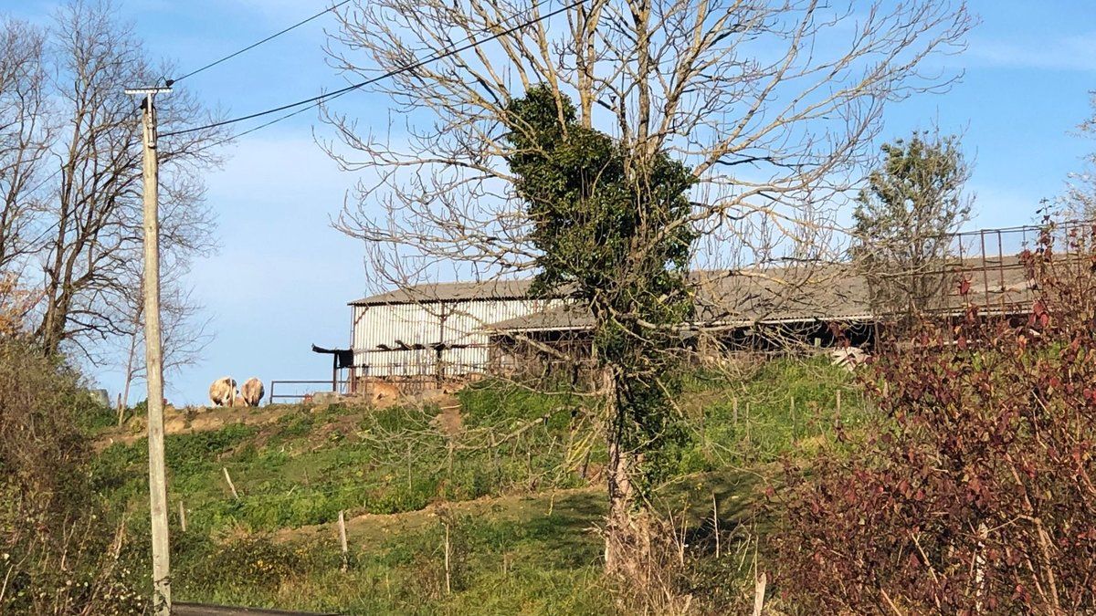 Nouveaux cas de dermatose nodulaire contagieuse dans le cheptel ariégeois