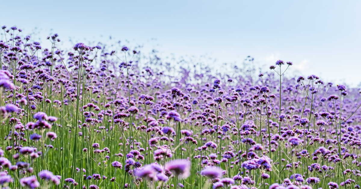 La verveine : un trésor aromatique pour votre bien-être