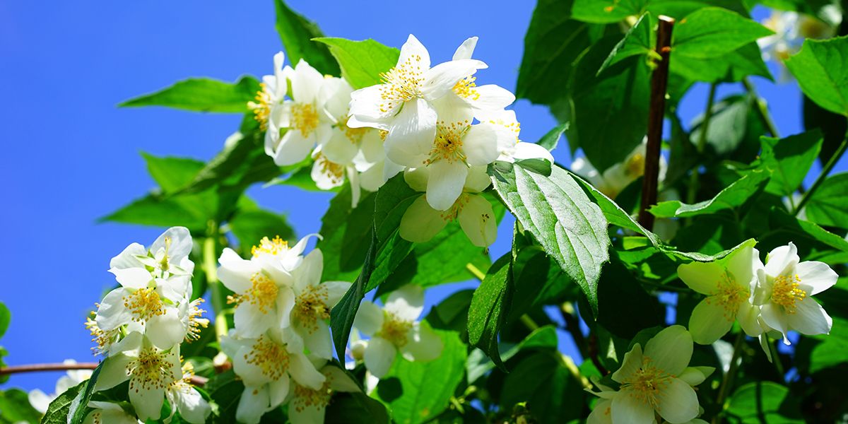 Les arbustes fleuris : un atout pour votre jardin