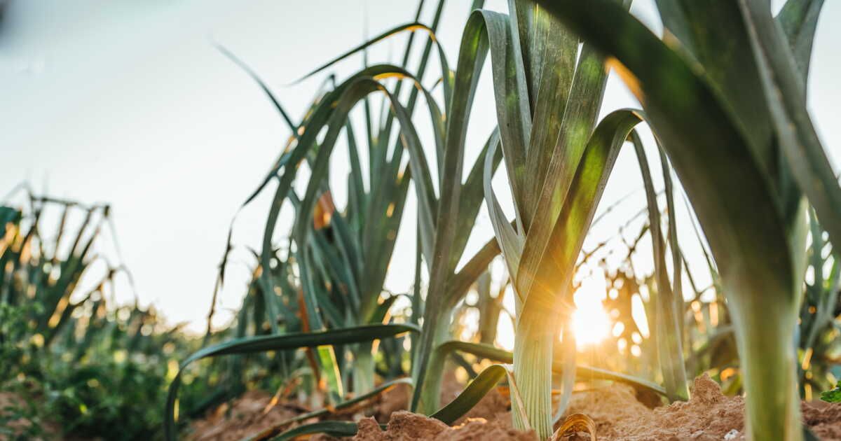 Les vertus insoupçonnées des poireaux