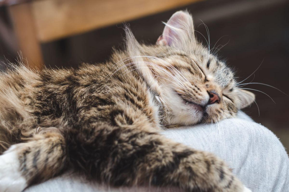 Pourquoi votre chat choisit de dormir sur vous : au-delà de l'affection