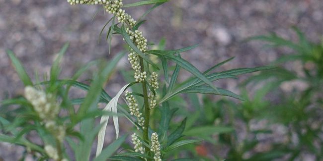 L'armoise : une plante aux mille vertus