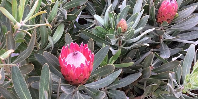 Le protea 'Pink Ice' : un trésor botanique à découvrir