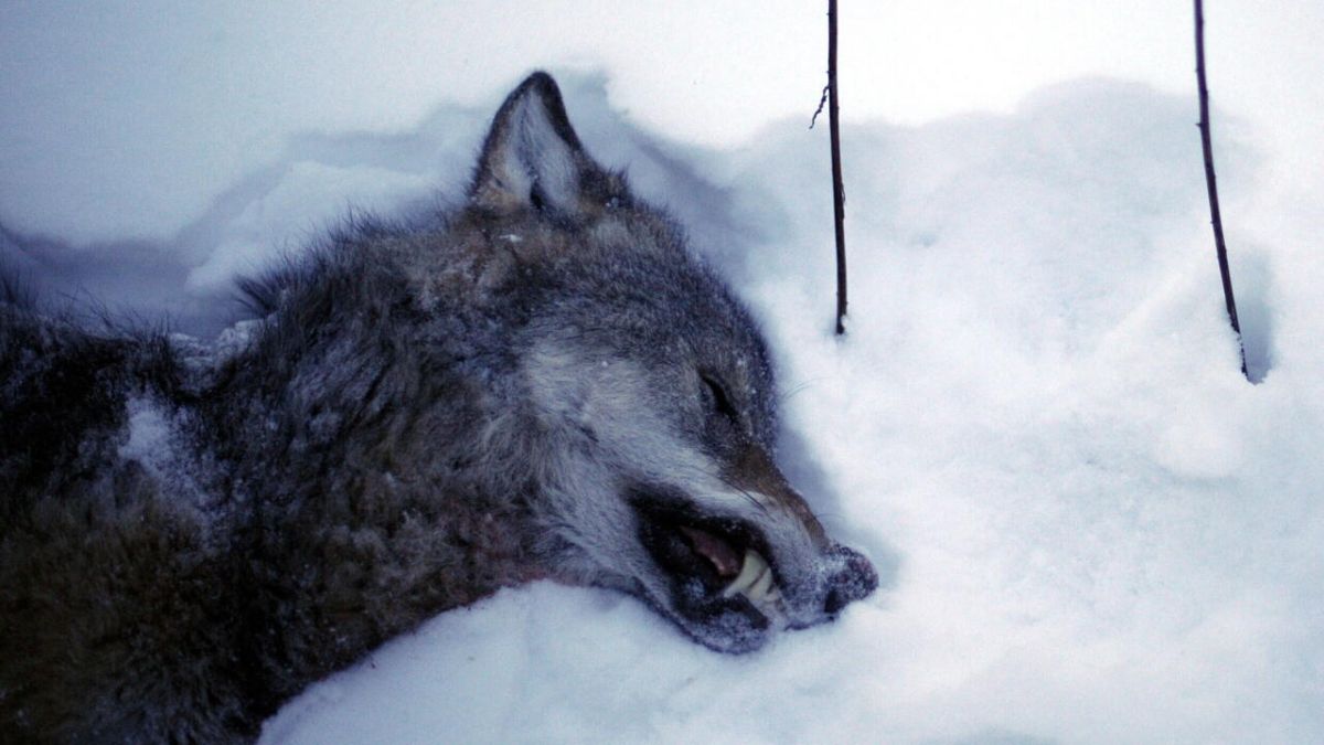 Le tribunal suédois protège les loups : un abattage suspendu