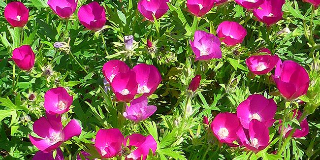 La mauve-pavot, une beauté pour les jardins secs