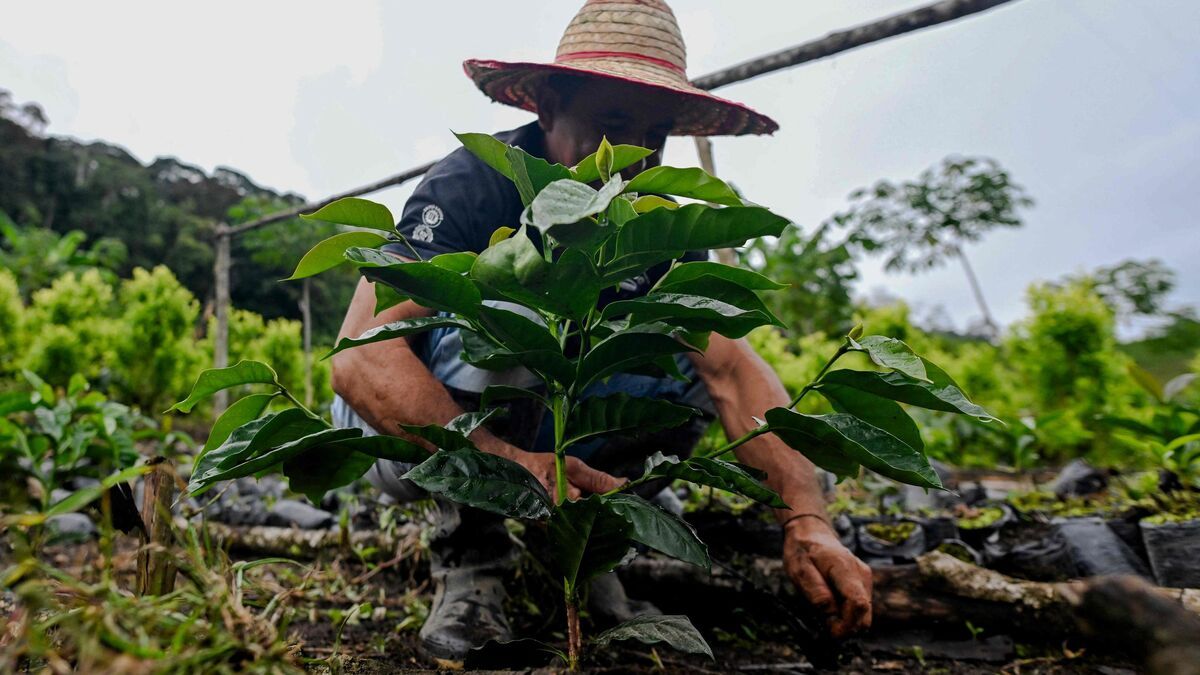 La culture de coca en Bolivie : entre traditions et narcotrafic