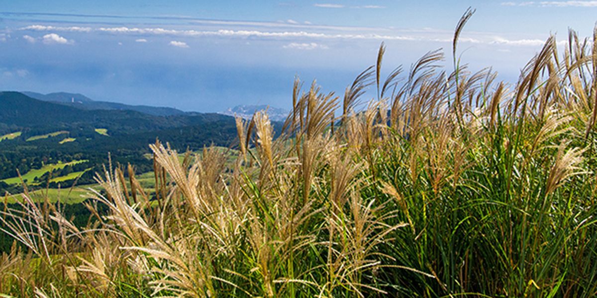 L'herbe à éléphant : une graminée aux multiples vertus pour le jardinage durable