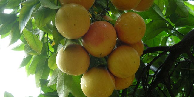 Le pouvoir insoupçonné de l'extrait de pépins de pamplemousse