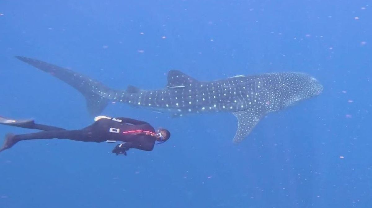 À la rencontre des requins-baleines : un spectacle fascinant aux larges de Madagascar