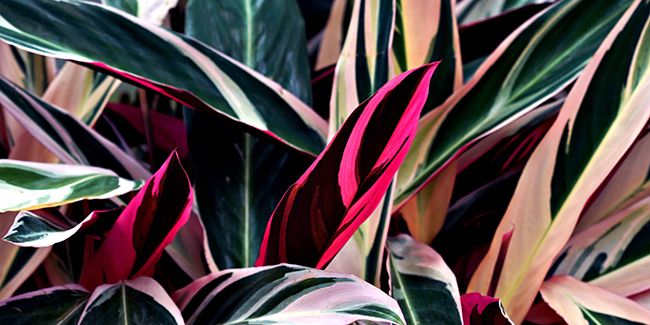 Le stromanthe : une beauté tropicale pour vos intérieurs