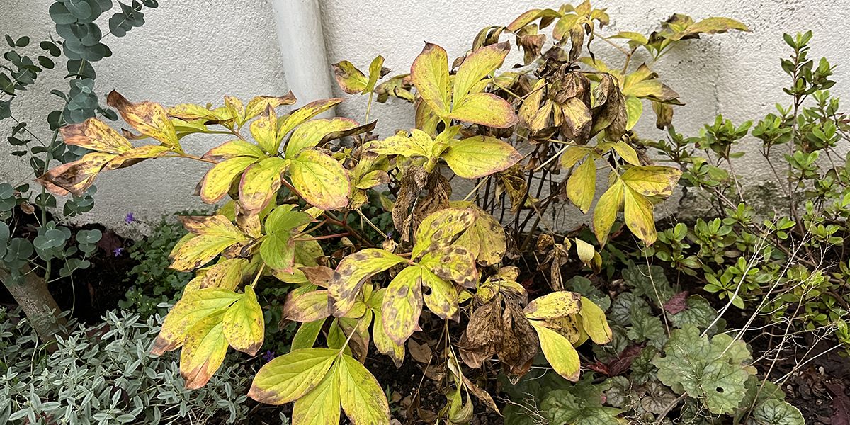 Préparez vos pivoines pour un printemps éclatant : 8 astuces d'automne