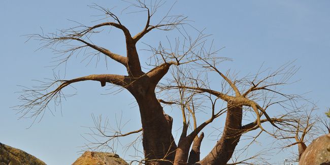 Baobab : l'arbre légendaire d'Afrique